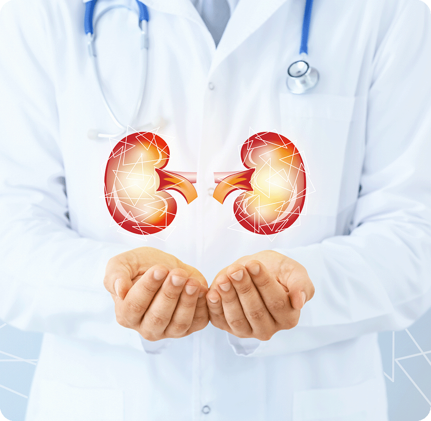 KVA-doctor-holding-kidney-image